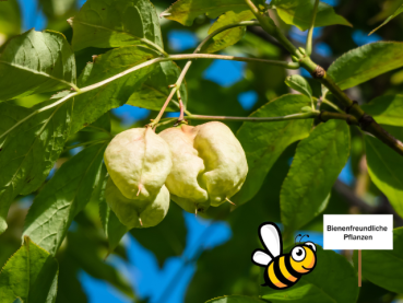 Gemeine Pimpernuss - Staphylea pinnata
